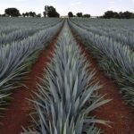 Used Tequila 95L/25 Gallon American Oak Barrel - Image 3